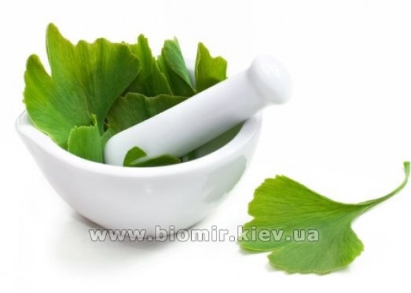 ginkgo-biloba