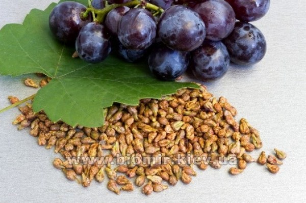 vinograd