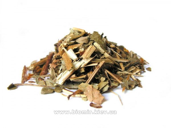 ziele-grindelii-dogledy-wielkiej.svwit